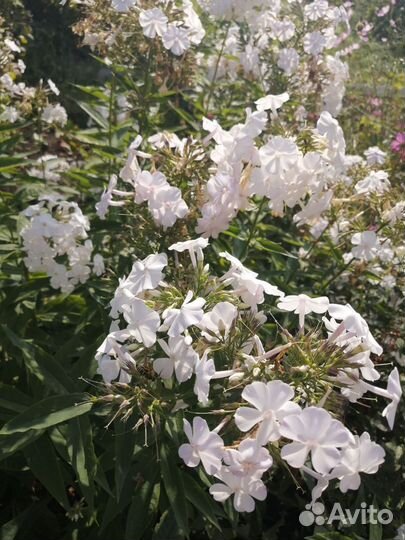 Многолетники флоксы, гелениум, традесканция