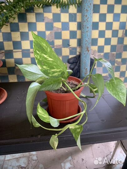 Продам комнатные цветы