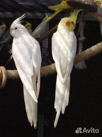 Попугай карелла