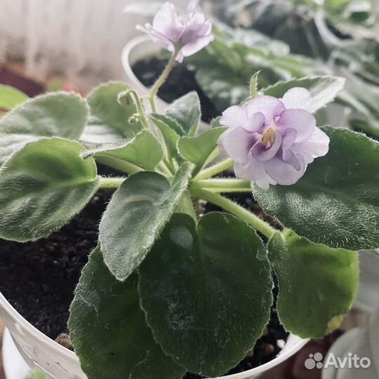 Фиалки сортовые