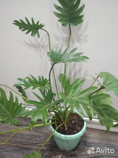 Цветы:Филодендрон Розовая принц,Ксанаду,Селло Голд