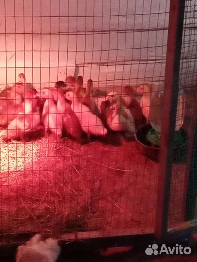 Утята индоутки