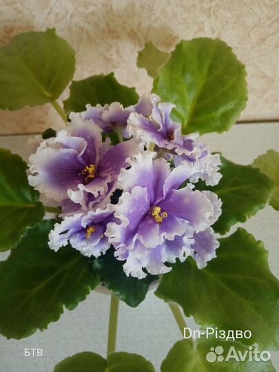 Набор фиалок новинки 2019-2020гг