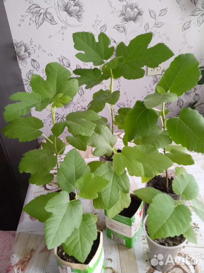 Рассада Инжира