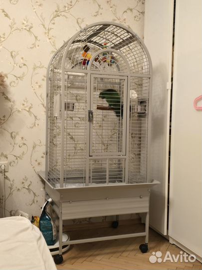 Благородный попугай эклектус