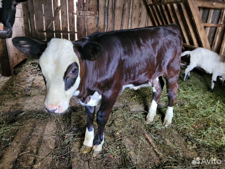 Теленок телка