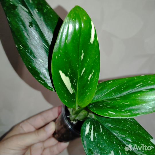 Монстера стадлеяна жёлтая и белая