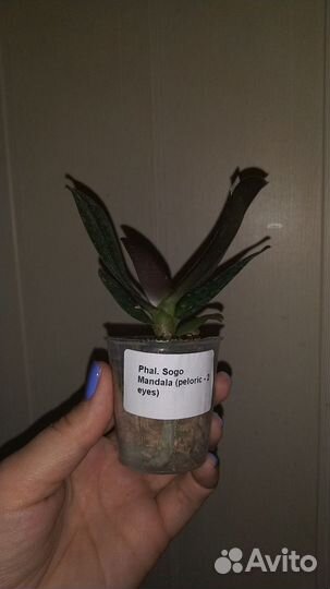 Орхидея Sogo Mandala пелорик