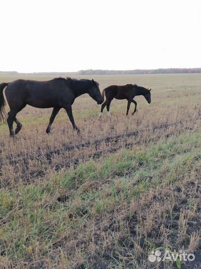 Лошади с жеребятами