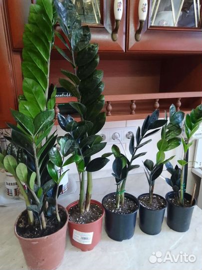 Чёрное доллоровое дерево