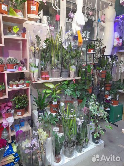 Большой ассортимент комнатных растений