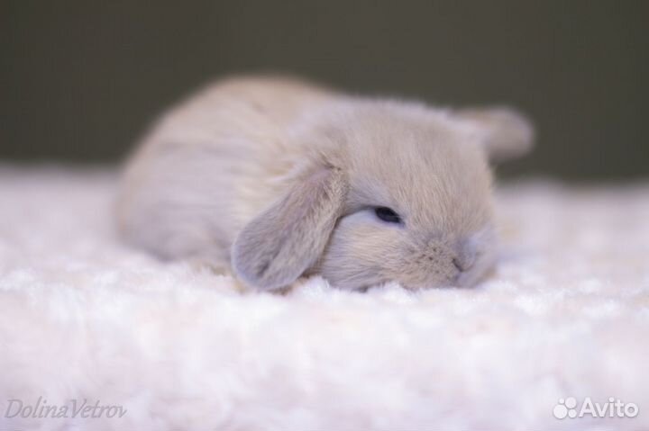 Вислоухие крольчата малыши изабелловые минилопы