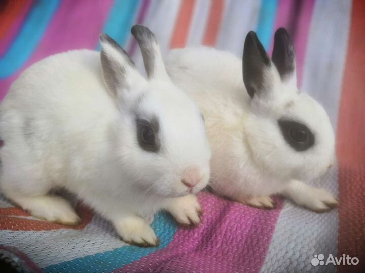 Карликовые кролики