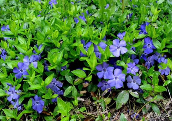 Барвинок малый