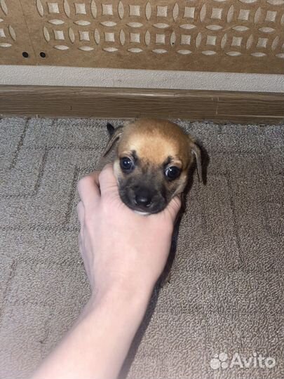 Щенки чихуахуа