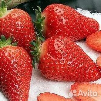 Рассада клубники на 2023