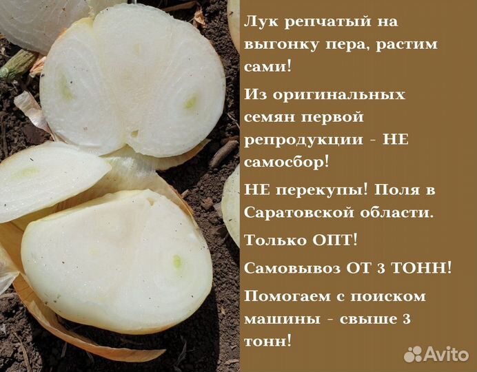 Лук Штутгарт на зелень опт от 3 тонн