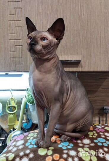 Канадский сфинкс котик