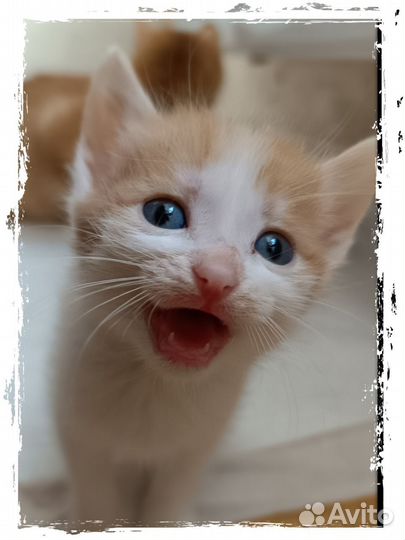 Отдам котенка в добрые руки Новосибирск