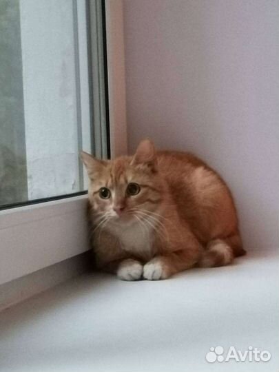 Рыжий котик ищет дом