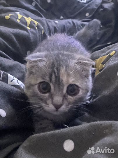 Кошка шатланская вислоухая