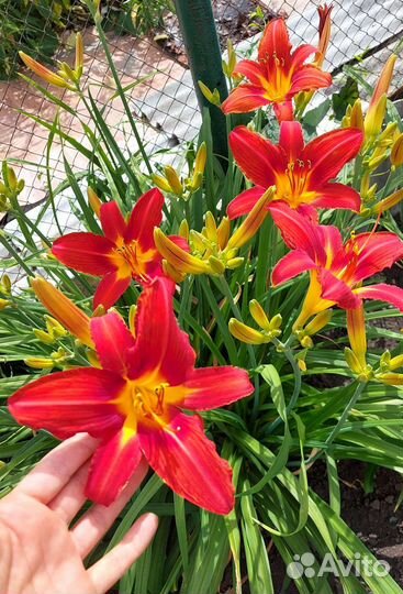 Лилейник Сэмми Рассел