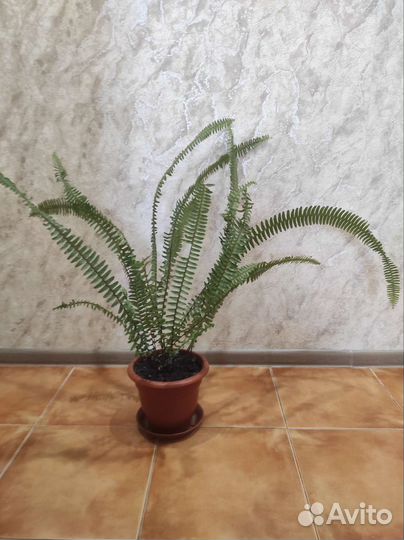 Папоротник комнатный (большой)