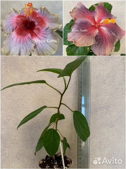 Сортовые гибискусы