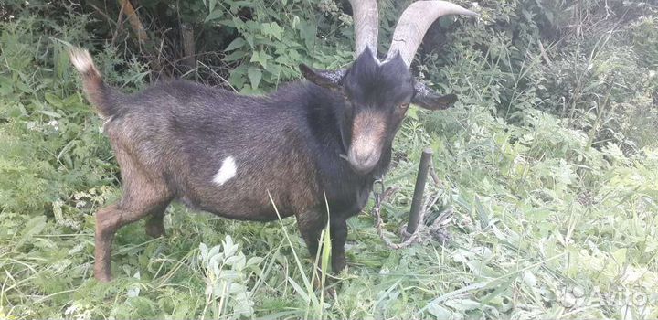 Зааненская коза и чешский козел