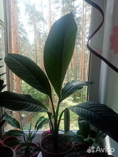 Спатифиллум сенсация