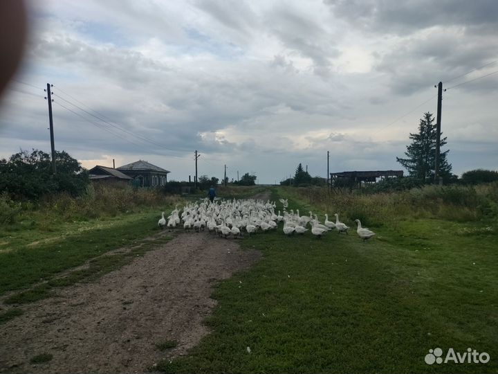 Продам гусей, мясом и живым весом 200 шт
