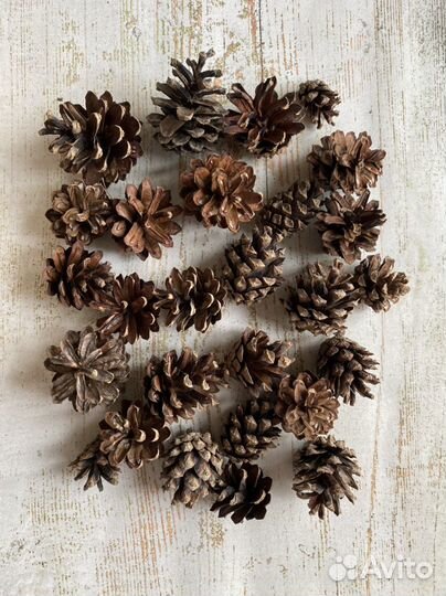 Шышки сосновые