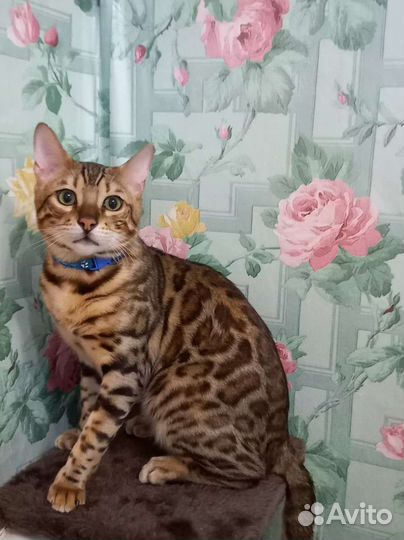 Бенгальский котик(вязка)
