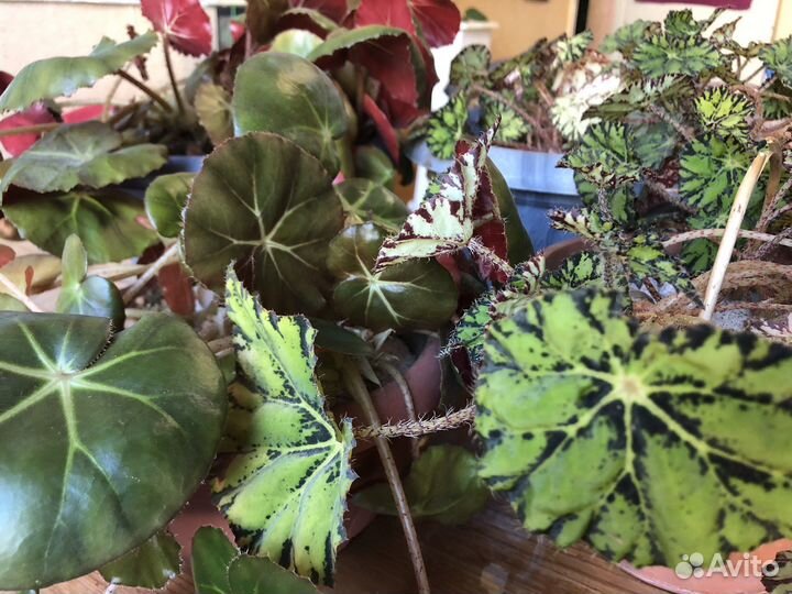 Пиперомия / Бегония