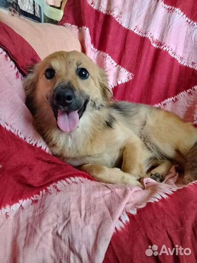 Щенки девочки