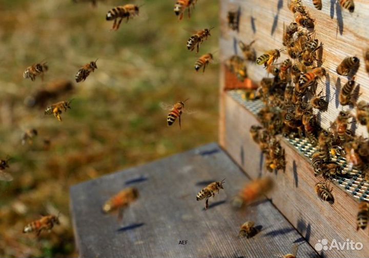 2024 Мед натуральный из Алтая оптом