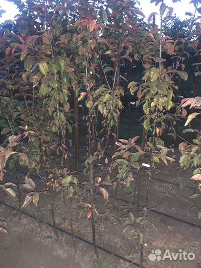 Яблоня Роялти