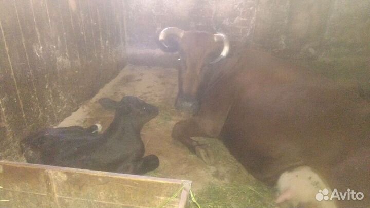 Здоровая еда