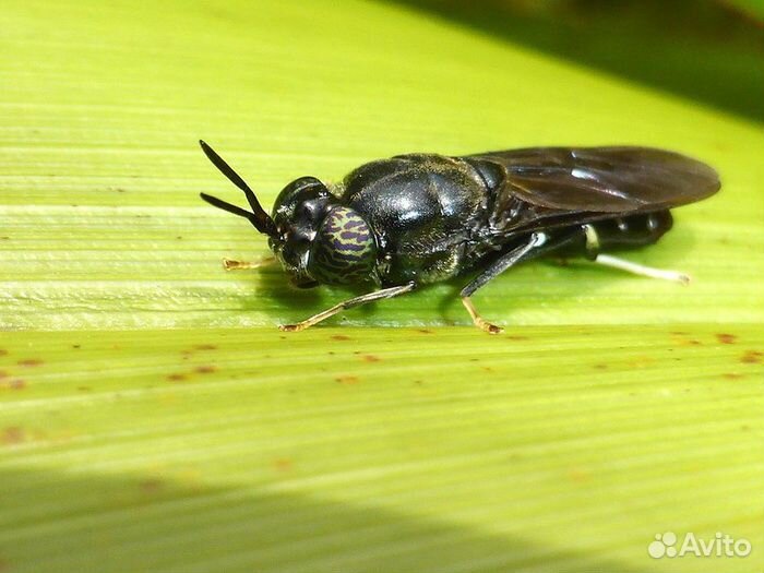 Личинки черной львинки