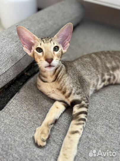Ориентальная кошка. Котенок