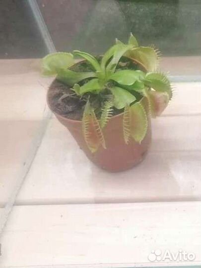 Венерина мухоловка