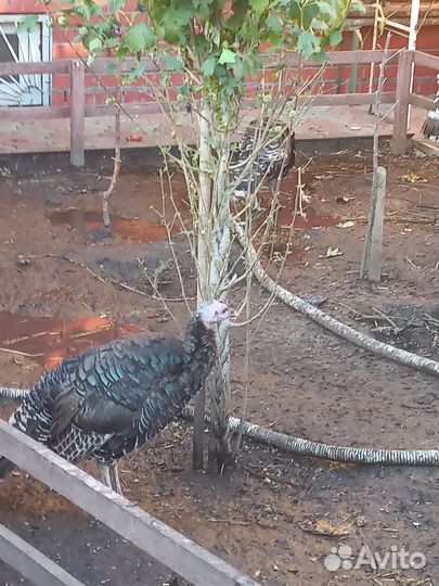 Предлагаю инкубационное яйцо индюшки