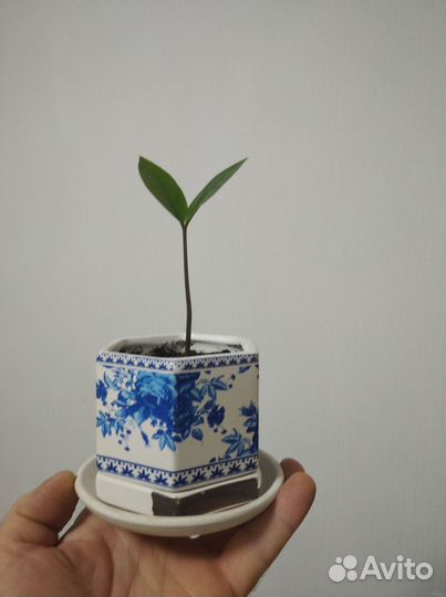 Замиакулькас