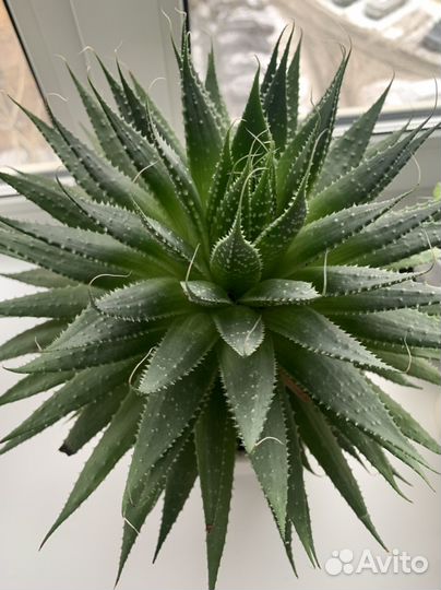 Хавортия цветущая (суккулент)