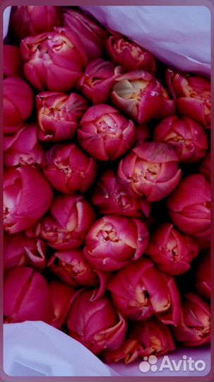 Тюльпаны и мимоза