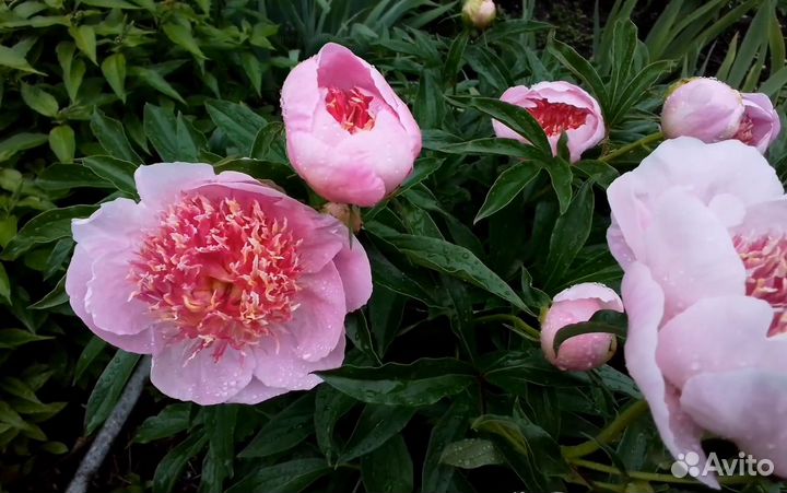 Пион Жемчужная Россыпь, деленки