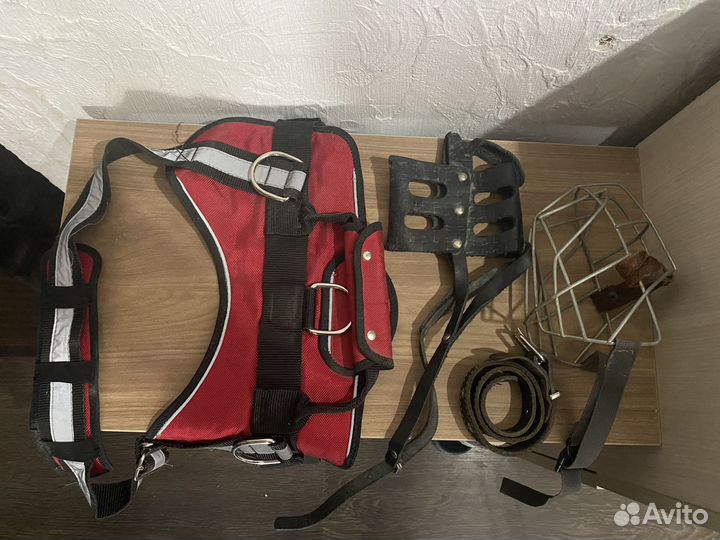 Шлейка, намордник, комбинезон для собаки