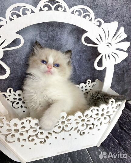 Котята рэгдолл