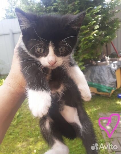 Котята бесплатно в дар