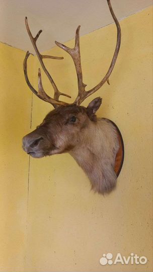 Чучело головы оленя